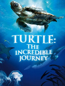 海龟奇妙之旅